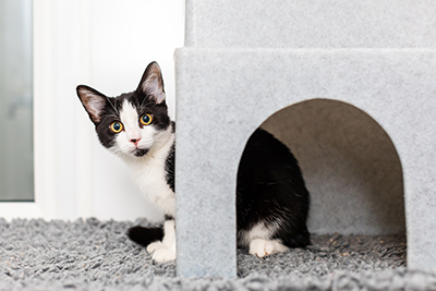 black and white cat hiding behind box